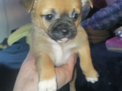 Puppies for sale