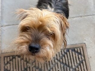 Senior Yorkie Needs Loving Home