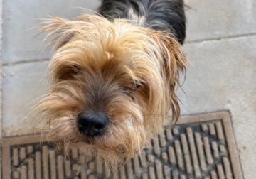 Senior Yorkie Needs Loving Home