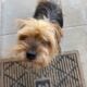 Senior Yorkie Needs Loving Home