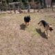 German Shepherd’s puppies