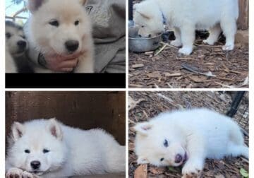 Alaskan Malamute puppies