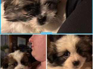 Pomeranian/Shihtzu Puppies