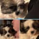 Pomeranian/Shihtzu Puppies