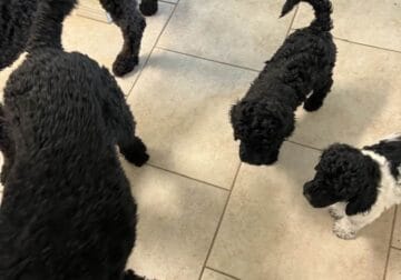 Standard Poodle Puppy – Black CKC Male