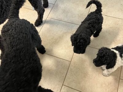 Standard Poodle Puppy – Black CKC Male