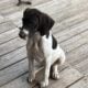 German shorthair puppies