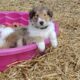 Meet Dulce – The Sweet & Spunky Rough Collie