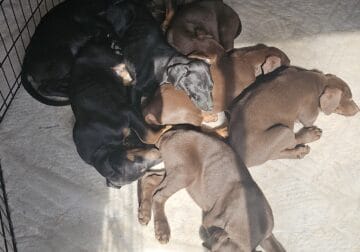 Cute Doberman Lab Pups for Sale – Healthy & Ready