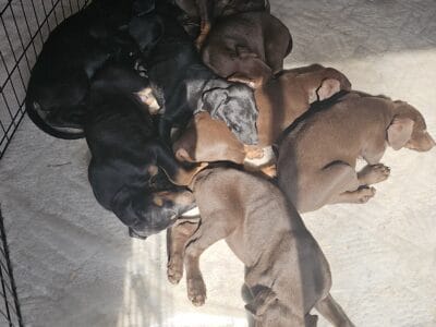 Cute Doberman Lab Pups for Sale – Healthy & Ready