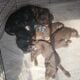 Cute Doberman Lab Pups for Sale – Healthy & Ready