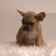 Litter of 6 French Bulldog Puppies
