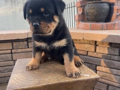 German Rottweiler Female Puppy