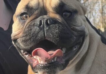 Female Bulldog/Bully