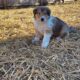 Meet KONA- Rough Collie Puppy 8 weeks