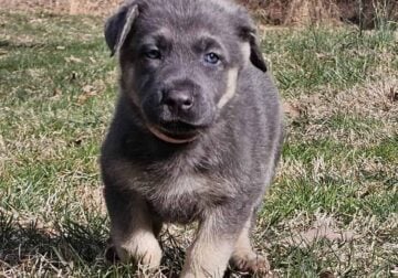 Blue German Shepherd Female