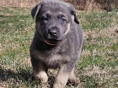 Blue German Shepherd Female