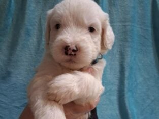 Old English Sheepdog Puppies