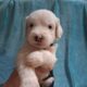 Old English Sheepdog Puppies