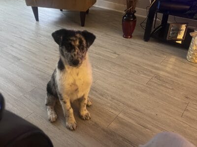 Blue Merle collie 4 months old female