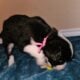 Aussie doodle puppies-7 weeks old