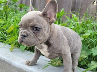 French bulldog