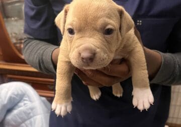 Clifford