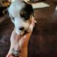 Mini Australian Shepherd Miss Bonnie