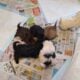 Havanese