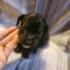 Pitbull/Mini Dashound puppies