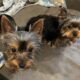 CKC Teacup Yorkie puppies
