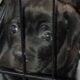 Cane corso female