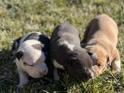 2 male bully pups