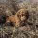 Golden doodle puppy needs a new home!