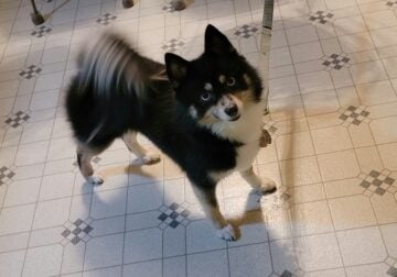 Pomsky (pomeranian and husky)
