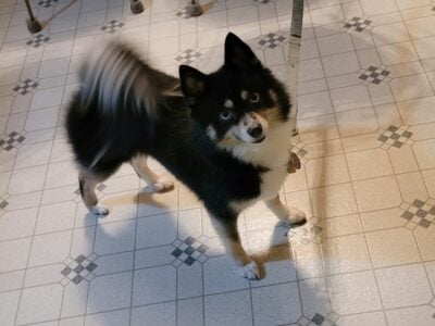 Pomsky (pomeranian and husky)