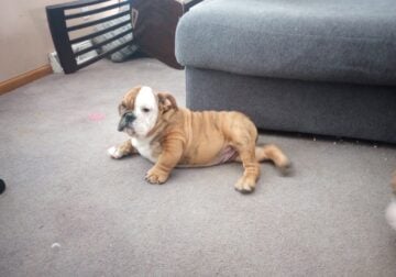 English Bulldog Puppies