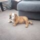 English Bulldog Puppies