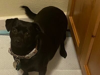 Brother and sister need loving home.