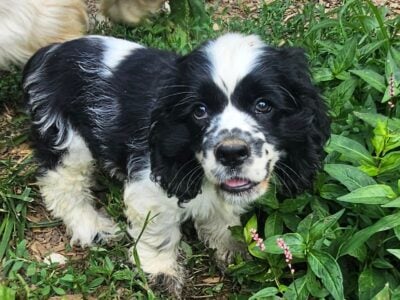 Akc Cocker Spaniel puppies
