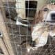 Rabbit dogs