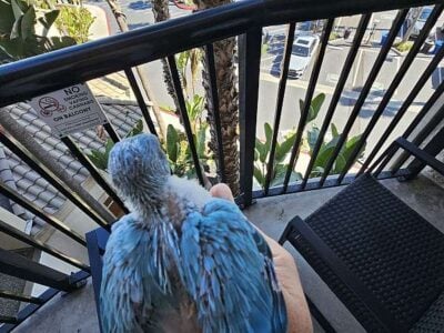 2 Beautiful Color Mutation Indian Ringneck Babies