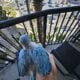 2 Beautiful Color Mutation Indian Ringneck Babies