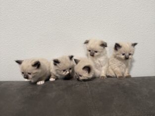 Ragdoll kittens