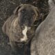 Boerboels