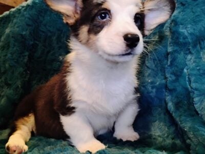 Welsh Pembroke corgi puppy’s