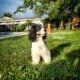 Elite Stud American Cocker Spaniel