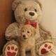 Mini Goldendoodle LAKELAND FL