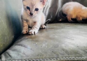 Savannah Kittens