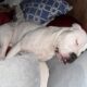 Pitbull for rehome